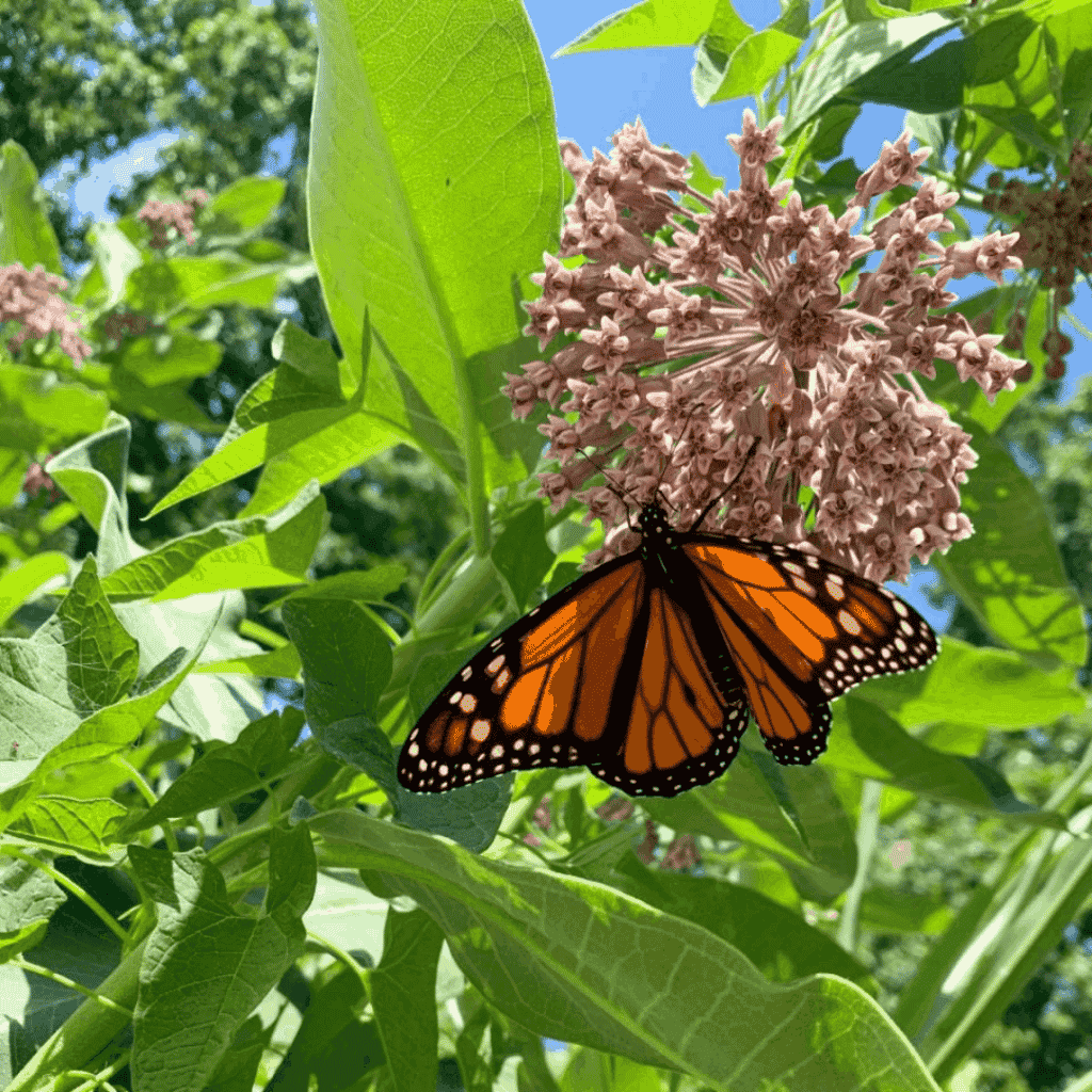 Press Releases - Missourians for Monarchs