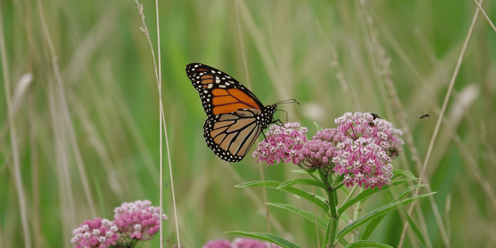 Monarch Summit Boosts Collaborative Conservation - Missourians for Monarchs